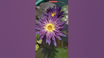 Thumbnail of The Beauty Of Water Lily. 😍 Tropical & Hardy Water Lily.
