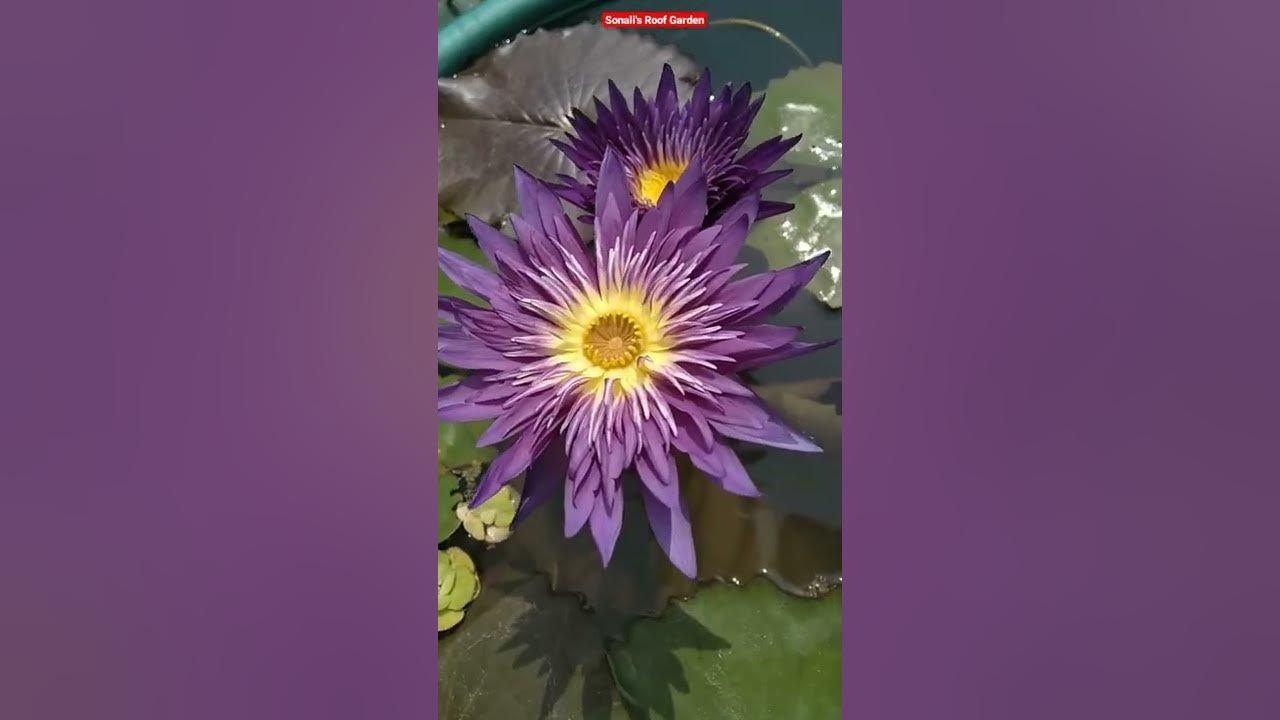 The Beauty Of Water Lily. 😍 Tropical & Hardy Water Lily.
