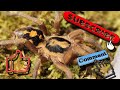 Aranżacja terrarium dla Hapalopus sp columbia gross