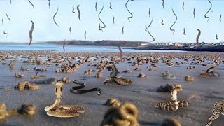 Flying Snakes Phenomenon That Will Leave You Surprised!