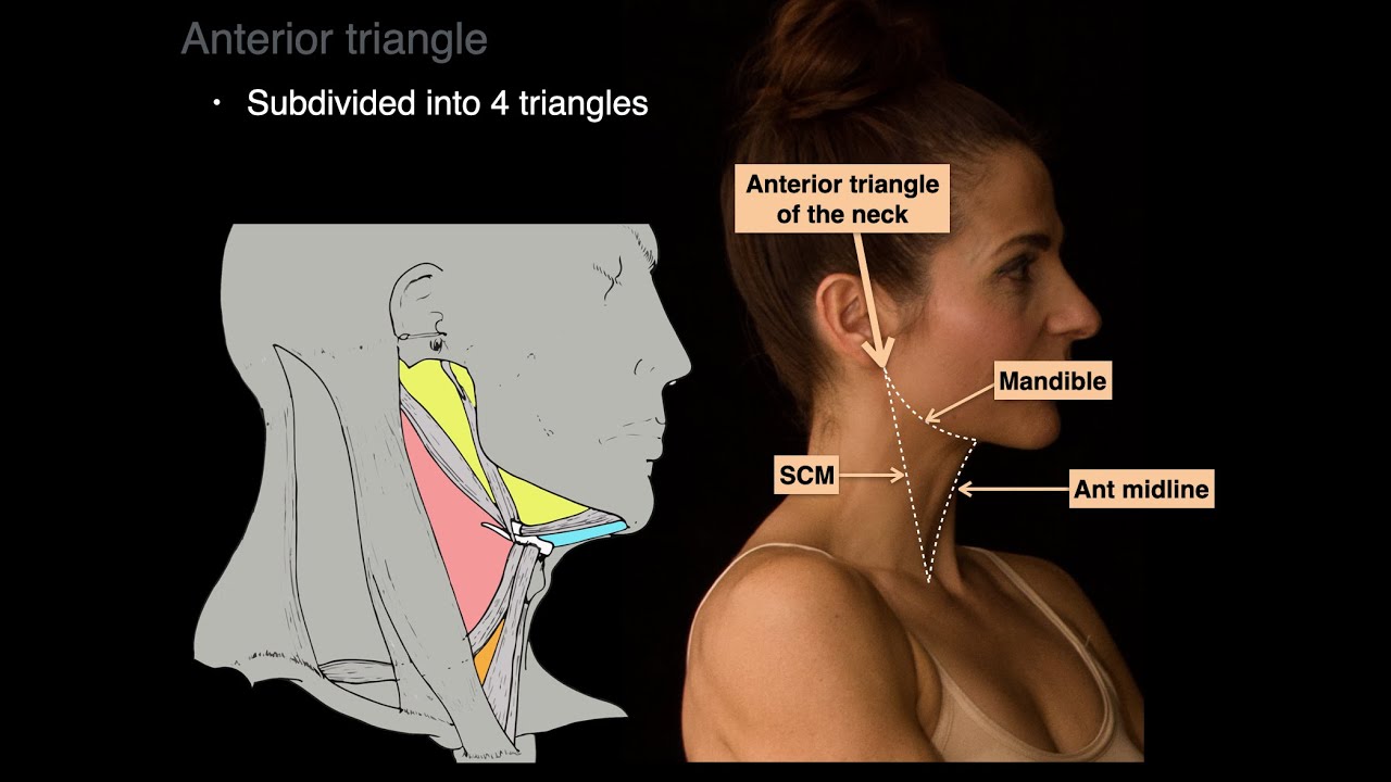 Download Triangles of the Neck