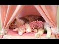 お姫様ベッドで人形を抱きしめる愛らしい猫 Adorable Cat Hugs Doll in Canopy…