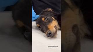 Pomimo zła którego doświadczył 💔 On ponownie zaufał ❤️‍🩹 #happydog #dioz #newlife