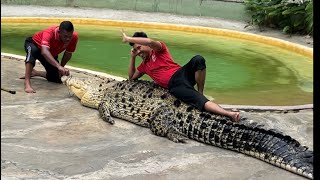 Man lying above crocodile show😍