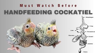 Watch This Before Handfeeding Cockatiel | Digestive Issues During Handfeeding | Ayush Singh