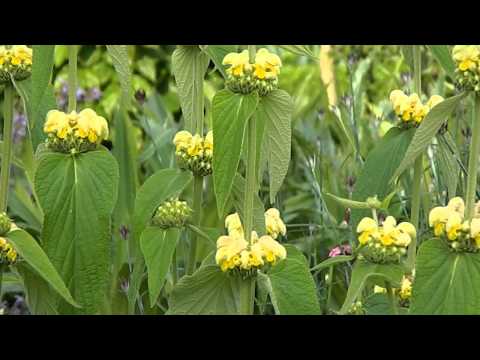 Видео: Phlomis russeliana инвазив уу?