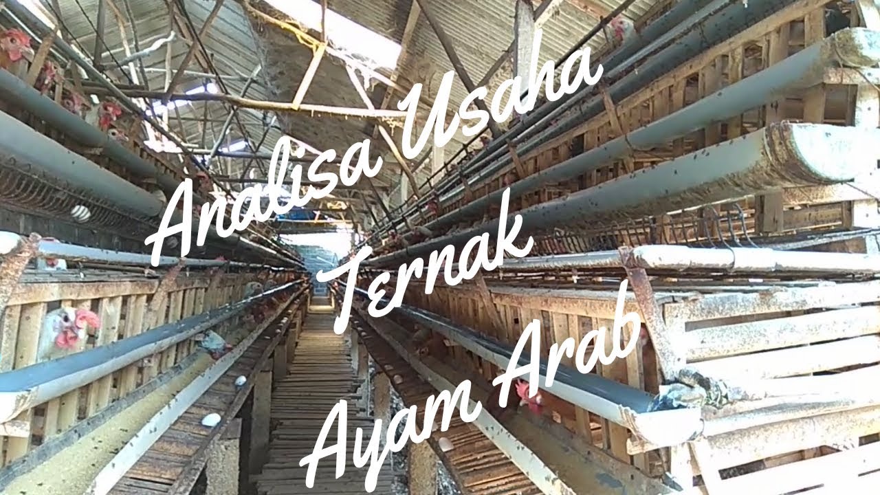 Analisa Usaha Ternak Ayam Arab 