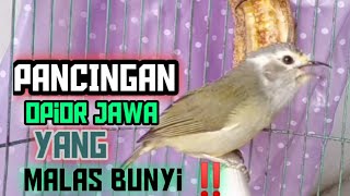 Opior Jawa gacor untuk pancingan burung yang Malas Bunyi ‼️@ponirankwokchannel