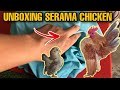 Ayam Serama Malaysia - Malaysia Serama Chicken