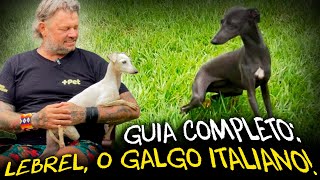 CONHEÇA OS GALGOS ITALIANOS: CARACTERÍSTICAS E CURIOSIDADES!