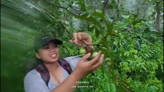 LIGHTNING! TRAPPED IN A TOUGH RAIN IN THE FOREST, TAKE SHELTER IN A HUT TO COOK TONGSENG CHICKEN