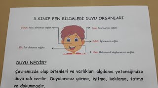 3.Sınıf Fen Bilimleri Duyu Organları Ve Görevleri Konu Anlatımı Ve Sorular