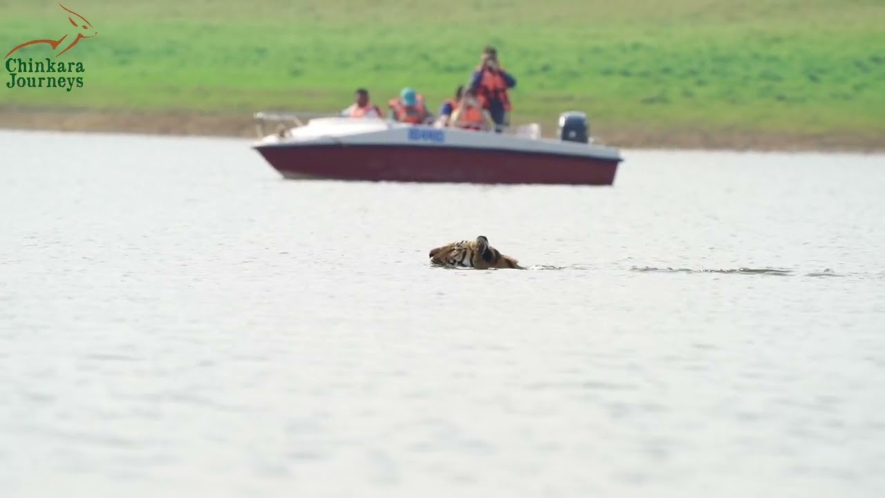 Tiger Crossing the River | Boat Safari in Satpura Tiger Reserve