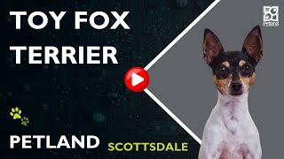 Tiny Tails: All About Toy Fox Terrier Puppies