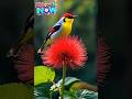 calming Music Reduces Stress🌿 | Sleep & Meditation Hack #birds #scenery #love #nature