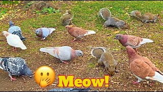 Birds & Squirrels for Lonely Pets To Watch! by We Family 6,508 views 2 years ago 1 hour, 11 minutes
