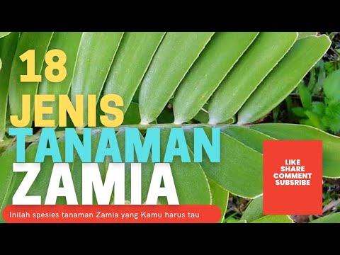 Video: Perawatan Tanaman Banksia: Informasi Dan Tips Menanam Banksias