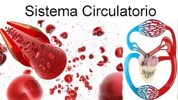 ¿Cuál es la función de cada uno de los organos del sistema circulatorio?