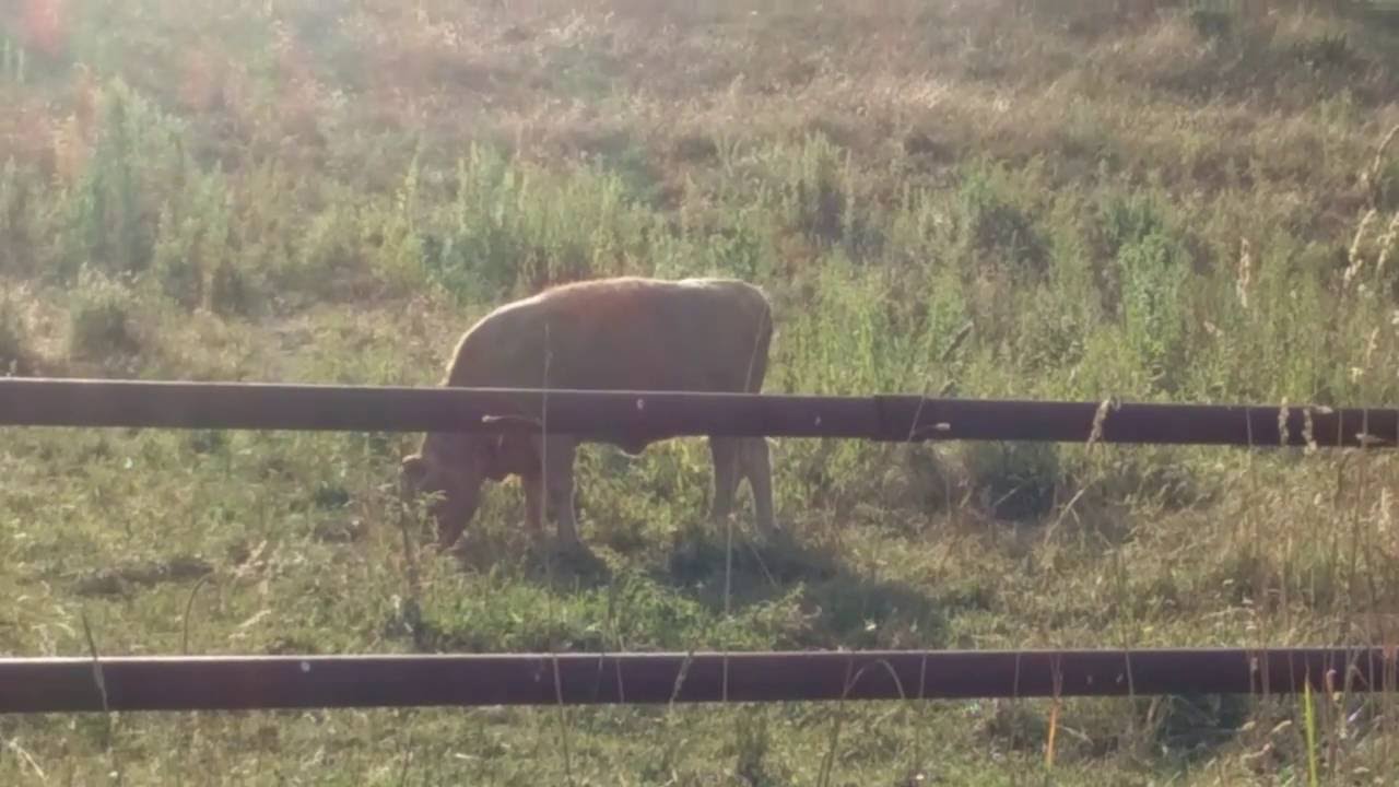 camera iphone 8 plus apk Cows grazing