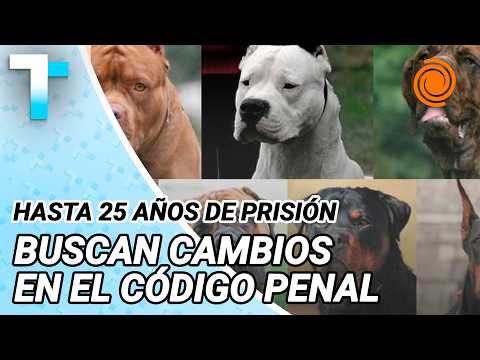 Dangerous dogs: Bill proposed with up to 25 years in prison for intentional attacks