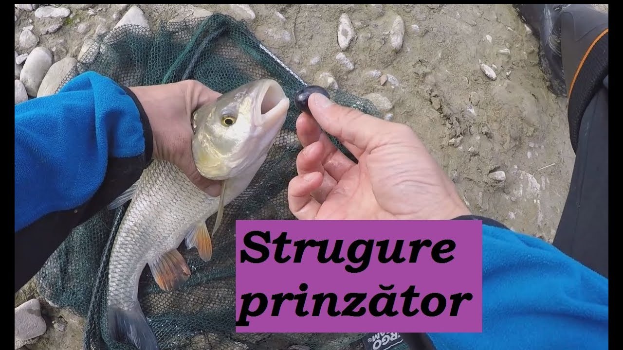 Pescuit clean la strugure + montura prinzatoare