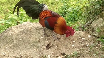 Qaib nak 1 (f1). Qaib zoo nraug.. qua zoo heev.