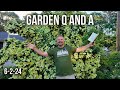 Great garden questions answered  conifers pruning monkey puzzle dahlia dividing starter fert