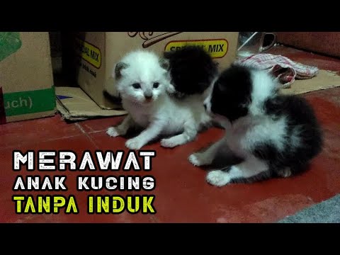 Biasa Cara Anak Kucing Merawat