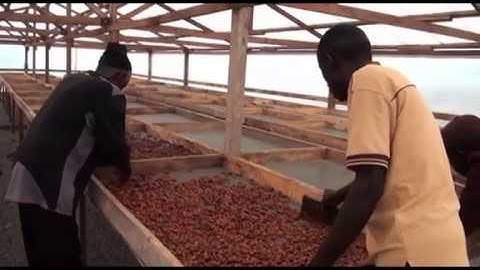 Drying of cocoa beans