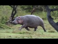 Hippo On The Run I Ve Never Seen This Before Hippo On The Run I Ve Never Seen This Before