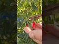 Fresh chillies from Kitchen garden🏡🌶️🌿 #stressrelief #relaxing #garden #organic #gardening