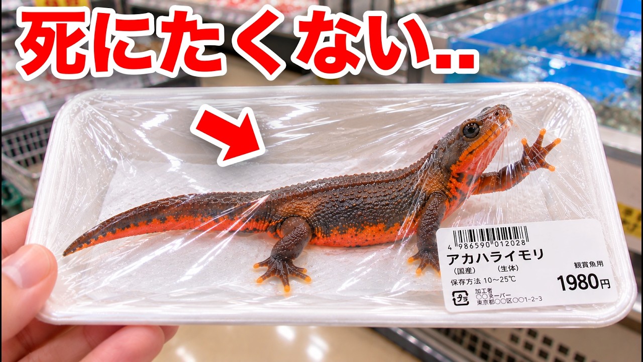 スーパーで買ったイモリがヤバい...