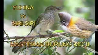 beautiful birds singing