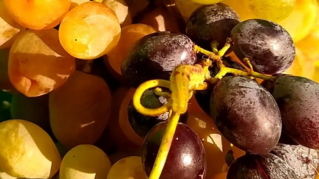 Виноград дынька отзывы