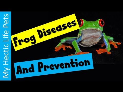 Video: Red-leg' Syndrome Sa Mga Amphibian