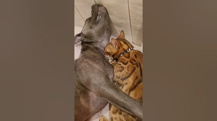 Watch the video about Bengal kitty suckles the dog! #bengalcat #staffy #bluestaffy #kitten #bestfriend