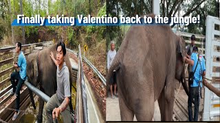Finally taking Valentino back to the jungle!