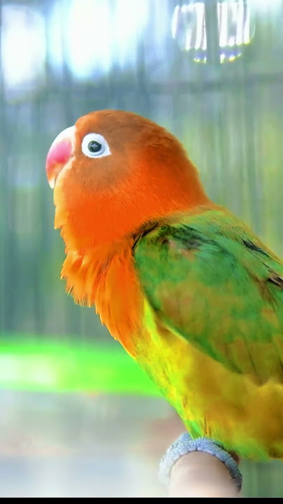 LOVEBIRD Fighter || Cocok Buat Pancingan Emosi!!