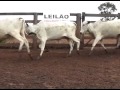 LOTE 25 LEILAO ANTONIO ANSELMO E AMIGOS 2014