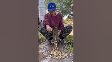 The process of separating peanuts from the husks