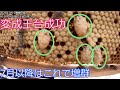No11 養蜂技術2 7月以降の王台の作り方 No11 養蜂技術2 7月以降の王台の作り方