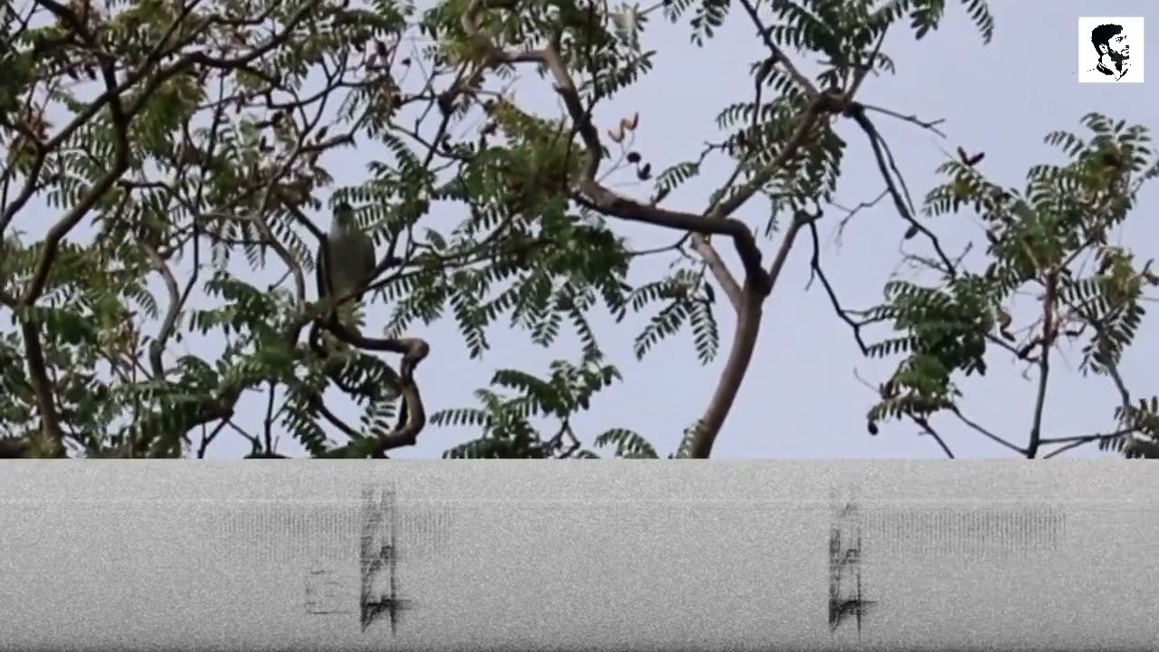 Large Cuckooshrike Call with Spectrogram | Bengali Name কাবাসী বা বড় গুধুকা | Bird Song 54