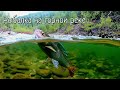 Счастливые мгновения горной рыбалки/Клёв хариуса, подводная съемка, дикая тайга и водомет в Сибири