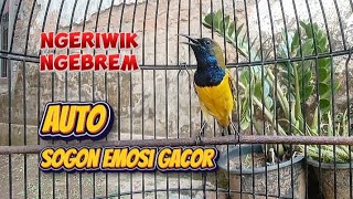 PANCINGAN SOGON SUPAYA EMOSI KELUAR DAN GACOR SEKETIKA #sogon #pancingansogon #sogongacor