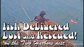 Fish Delivered, Lost &amp; Rescued on the Two Harbors nest ~ Explore.org ~ 5/26/23