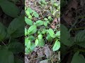 アマガエルが隠れている