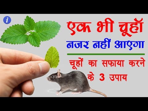 वीडियो: घर पर चूहों से कैसे छुटकारा पाएं