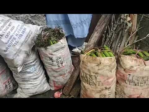 LETCHAMA LA VOLOVOLO LIDJA LIDJE NOURIA HABARI SELEANI HAMAHAMET