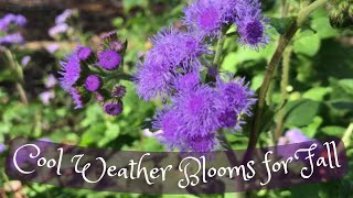 Fall blooming plants for the cottage garden, Lots of purple blooms for fall!