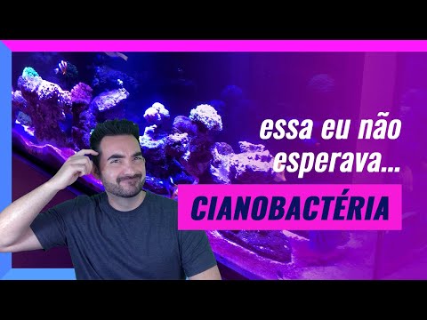 Vídeo: Removendo Cianobactérias do Aquário